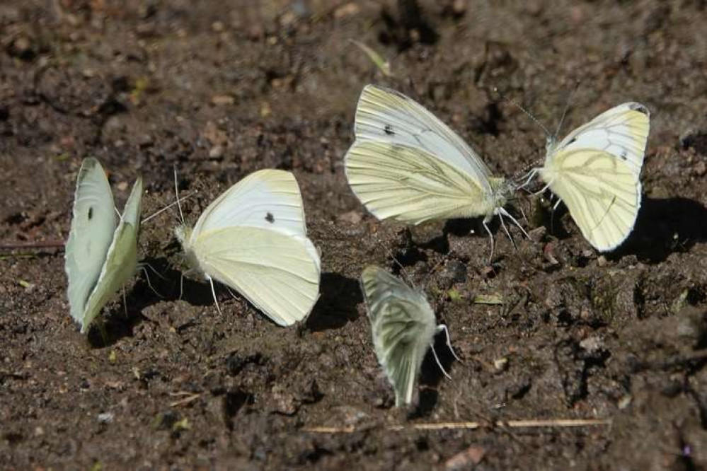 Small and Green Veined Whites are among butterflies to be found in the Mardyke Valley.