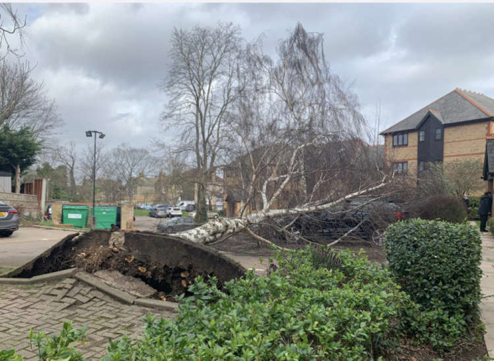 This tree that came down in College Avenue in Grays was was of many toppled by the storms of the past few days