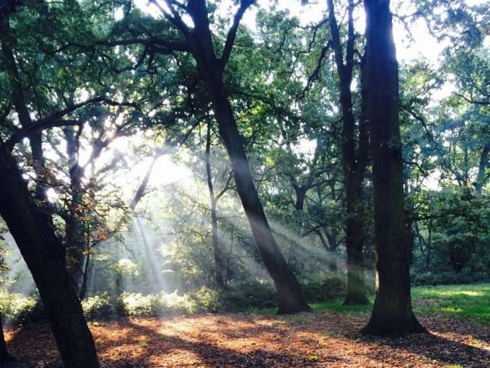 Tooting in the morning sun (credit: Tommy Joyce, Nub News)