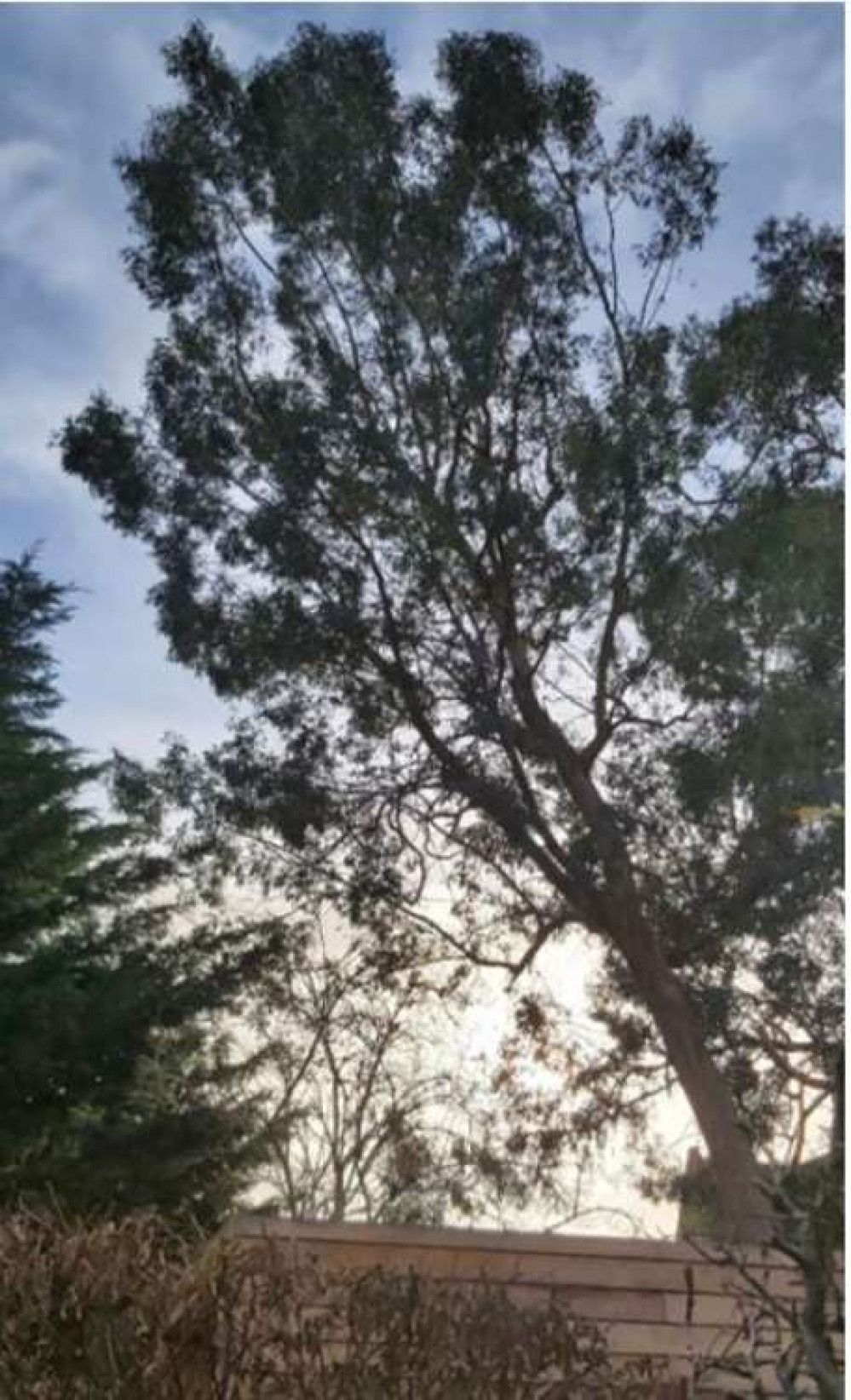 Plans by a developer to fell trees, including a mature Eucalyptus, in the Twickenham Green Conservation Area has alarmed residents. Credit: Friends of Twickenham Green.