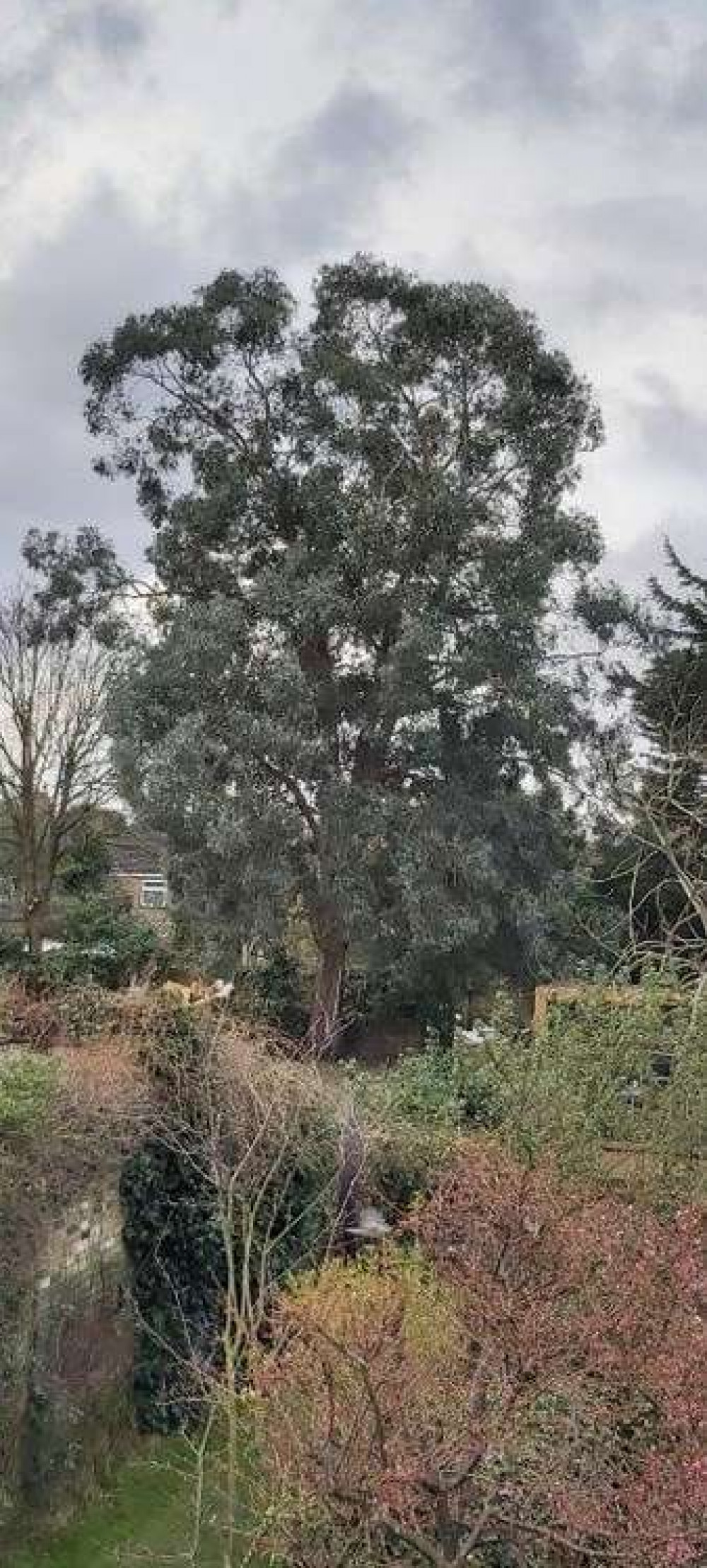The site is known as the backlands behind the Prince Albert pub, Hampton Road, and the towering eucalyptus tree can be seen from Twickenham Green. The site is known as the backlands behind the Prince Albert pub, Hampton Road, and the towering eucalyptus tree can be seen from Twickenham Green.