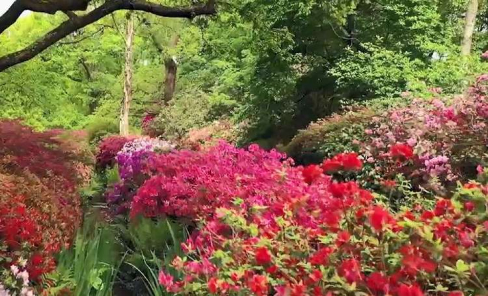 The special flora and animal life of the Royal Parks - from the red deer and hedgehogs to giant Shire horses and the tiny Bushy Gnat - are set to star on TV. Credit: More4 'Secrets of the Royal Gardens'.