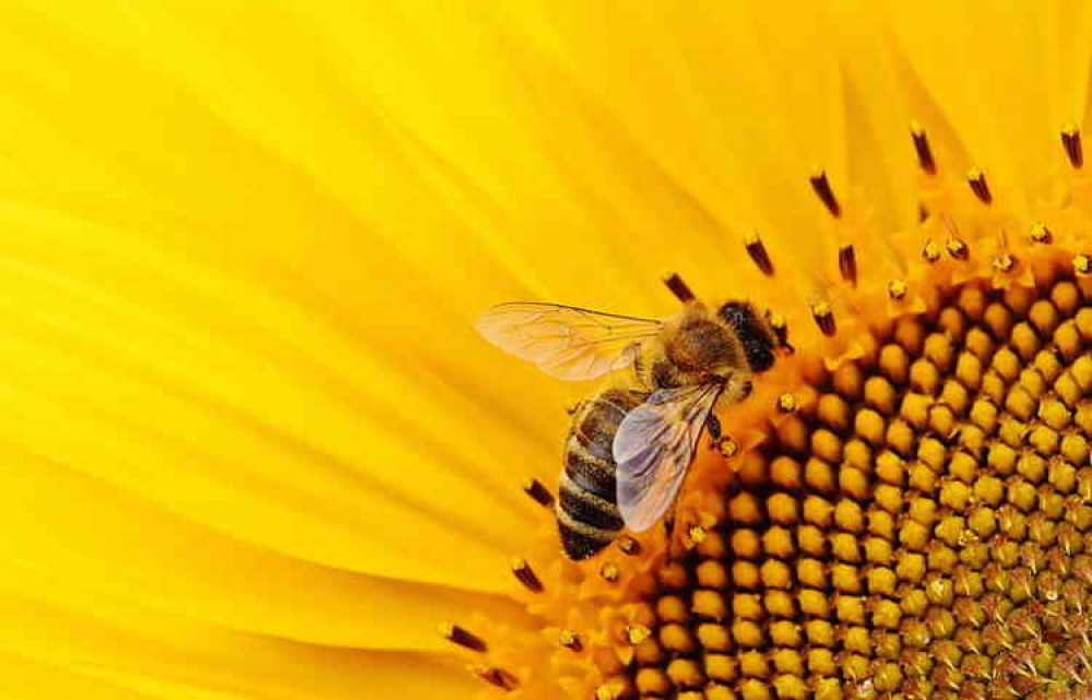 Here comes the sun: Bees are vital to mankind's pollination pathway