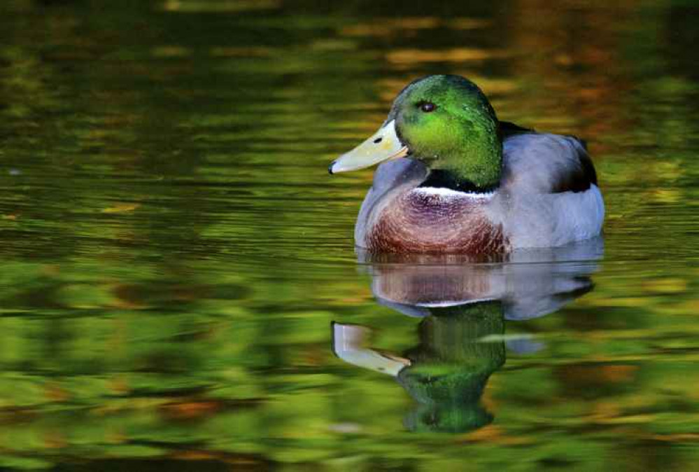 A mallard on the water A mallard on the water