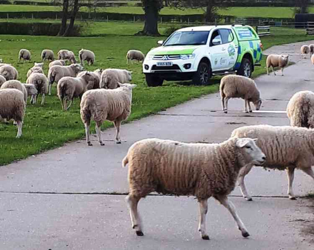 Sheep may safely graze: Rural crime patrol as animals 'ignore' social distancing