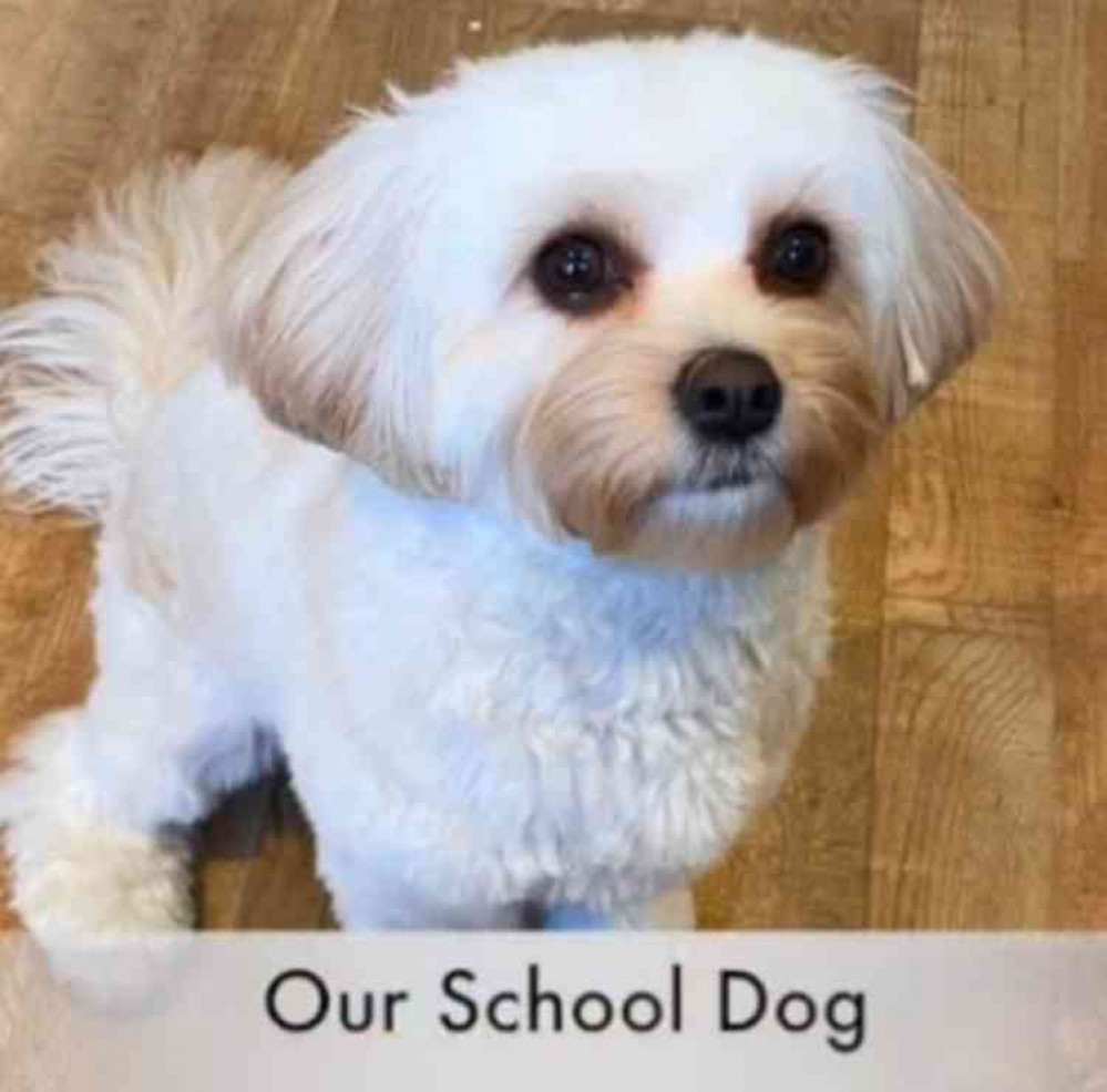 Don't forget me: Molly the school dog