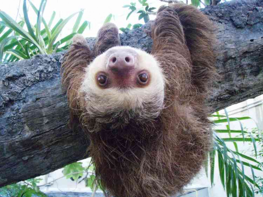 Lazy day: Like the sloth