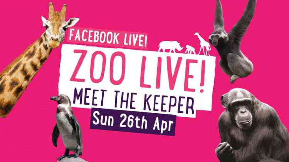 Virtual tour: At Twycross Zoo