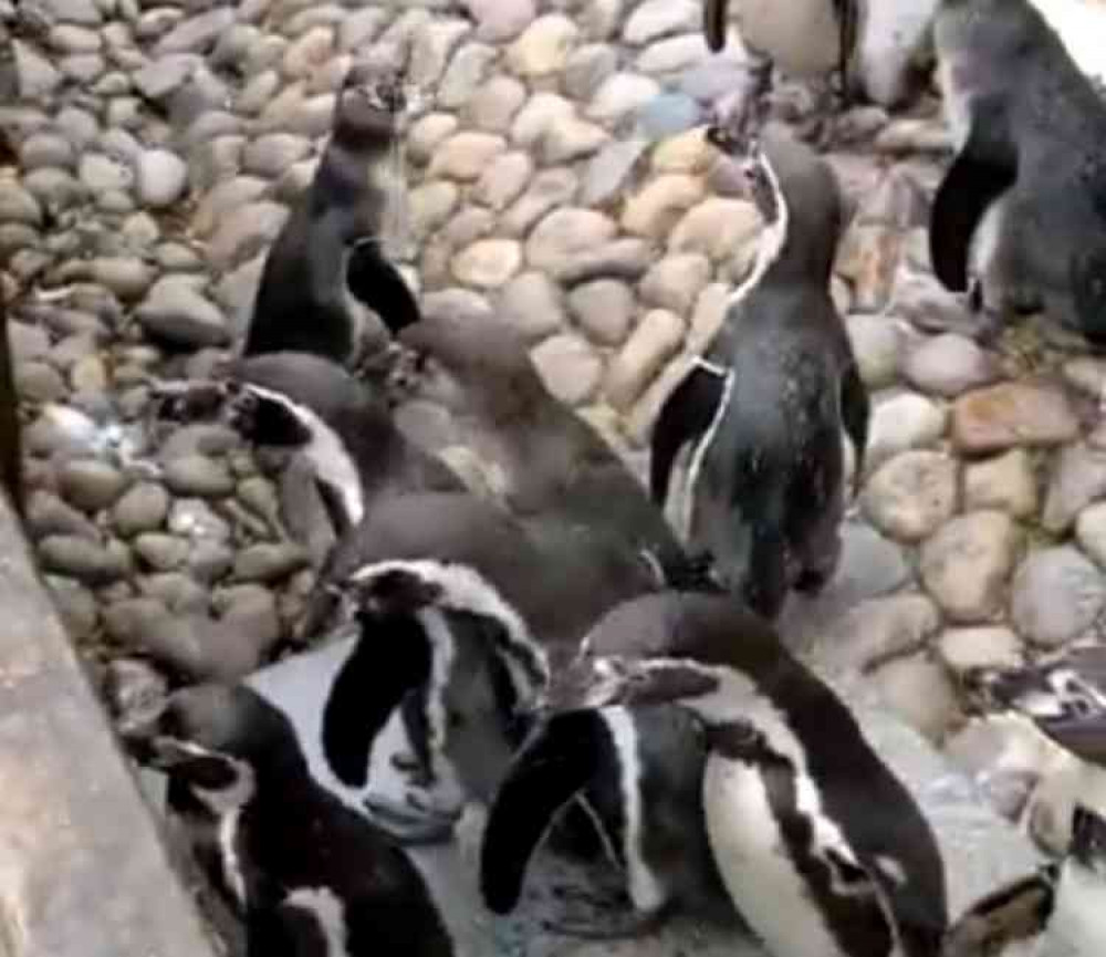 Feeding time: At Twycross Zoo