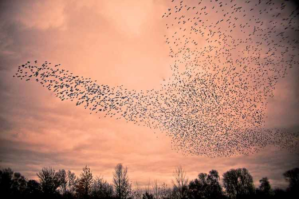 A flock of birds wheel in the sunset A flock of birds wheel in the sunset