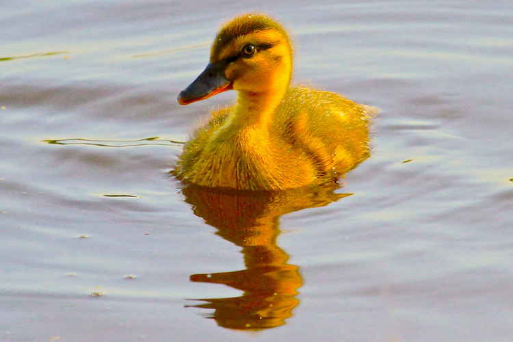 A duckling enjoying a swim A duckling enjoying a swim