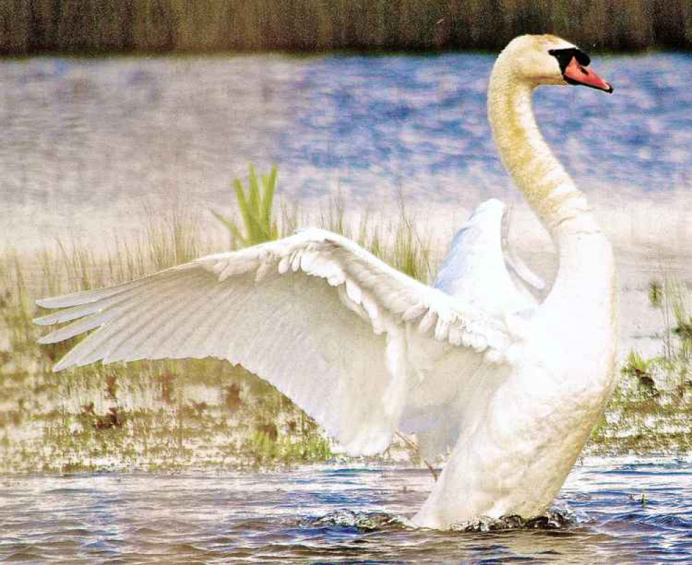 A swan leaves the water A swan leaves the water