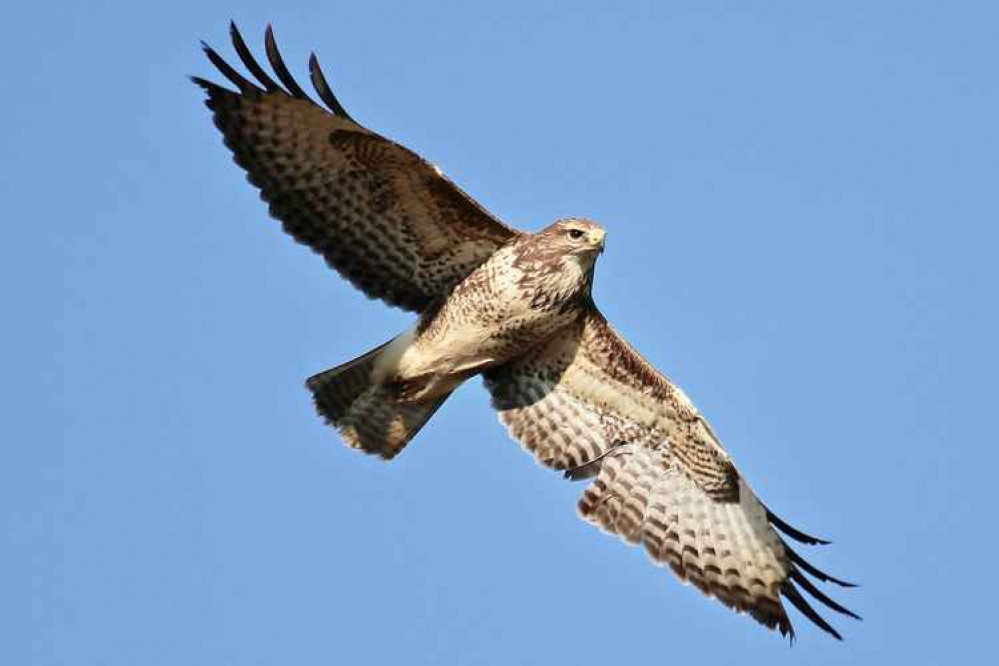 A buzzard on the prowl A buzzard on the prowl