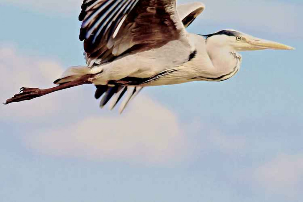 A heron in flight A heron in flight