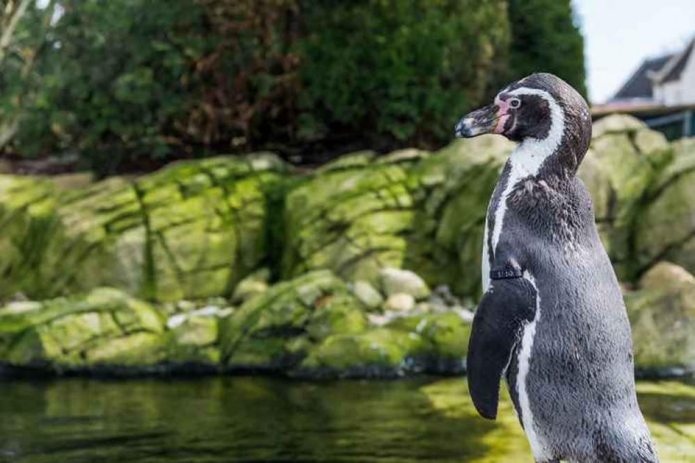 In the run up to Christmas there are plenty of thoughtful ways people can support the Midlands zoo