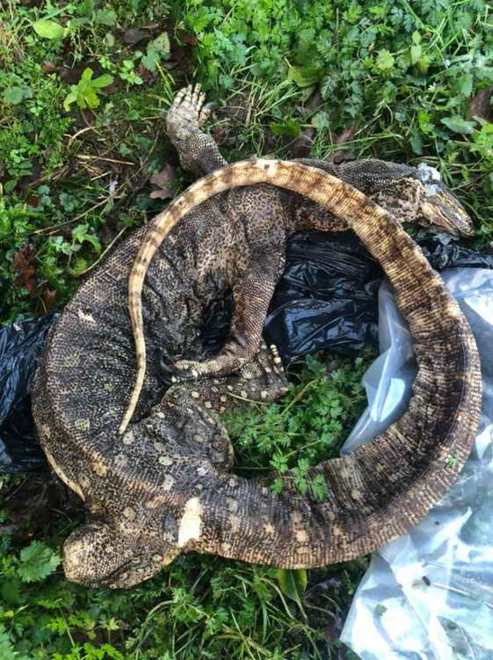 A dead monitor lizard was found in Birchley Heath over Christmas