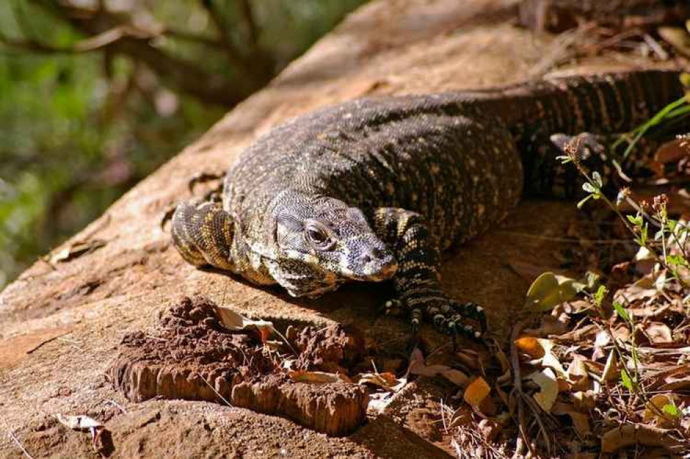 Monitor lizards are not suitable as pets for beginners