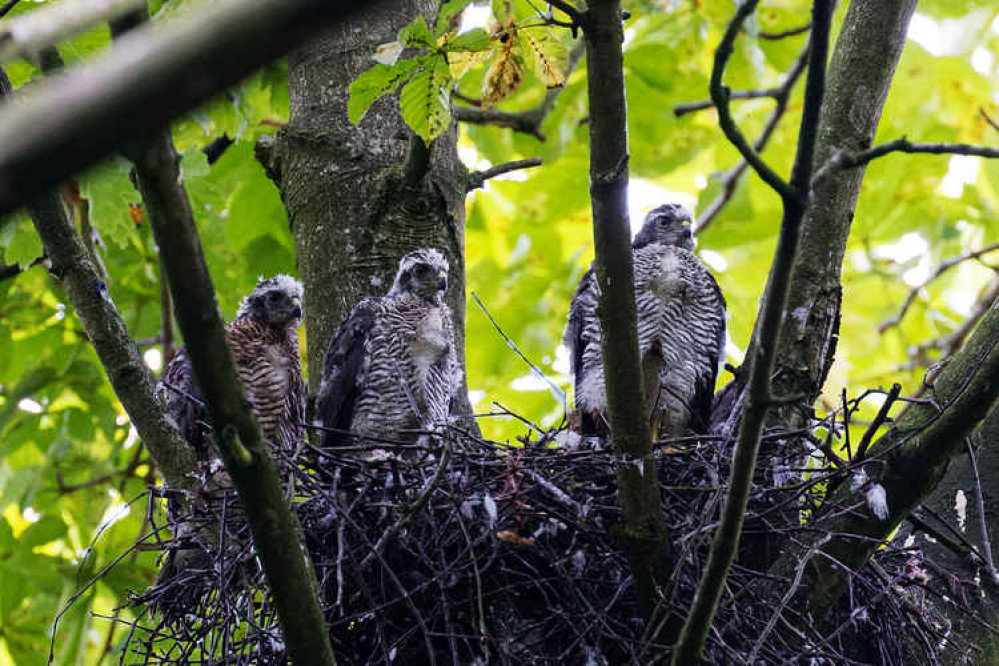 The sparrowhawk chicks from earlier this year The sparrowhawk chicks from earlier this year
