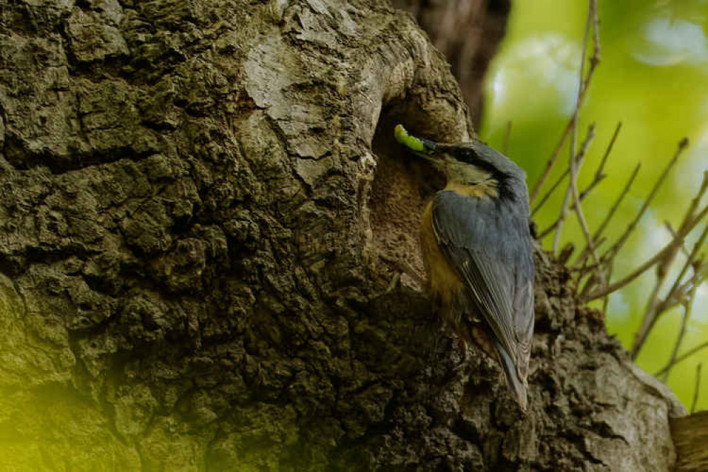 A nuthatch A nuthatch