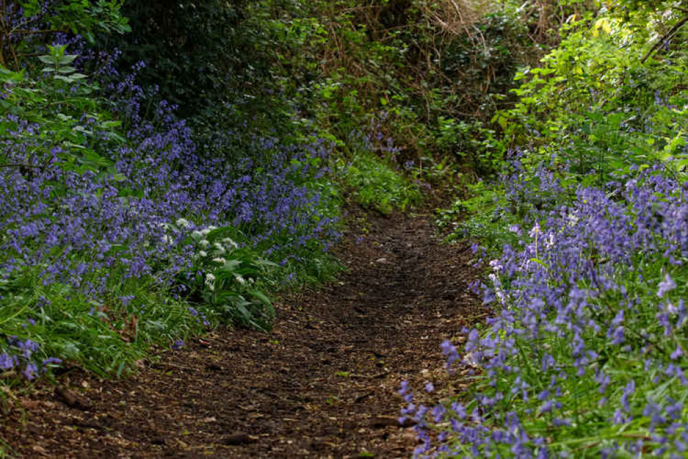 Bluebells carpeting the wood Bluebells carpeting the wood