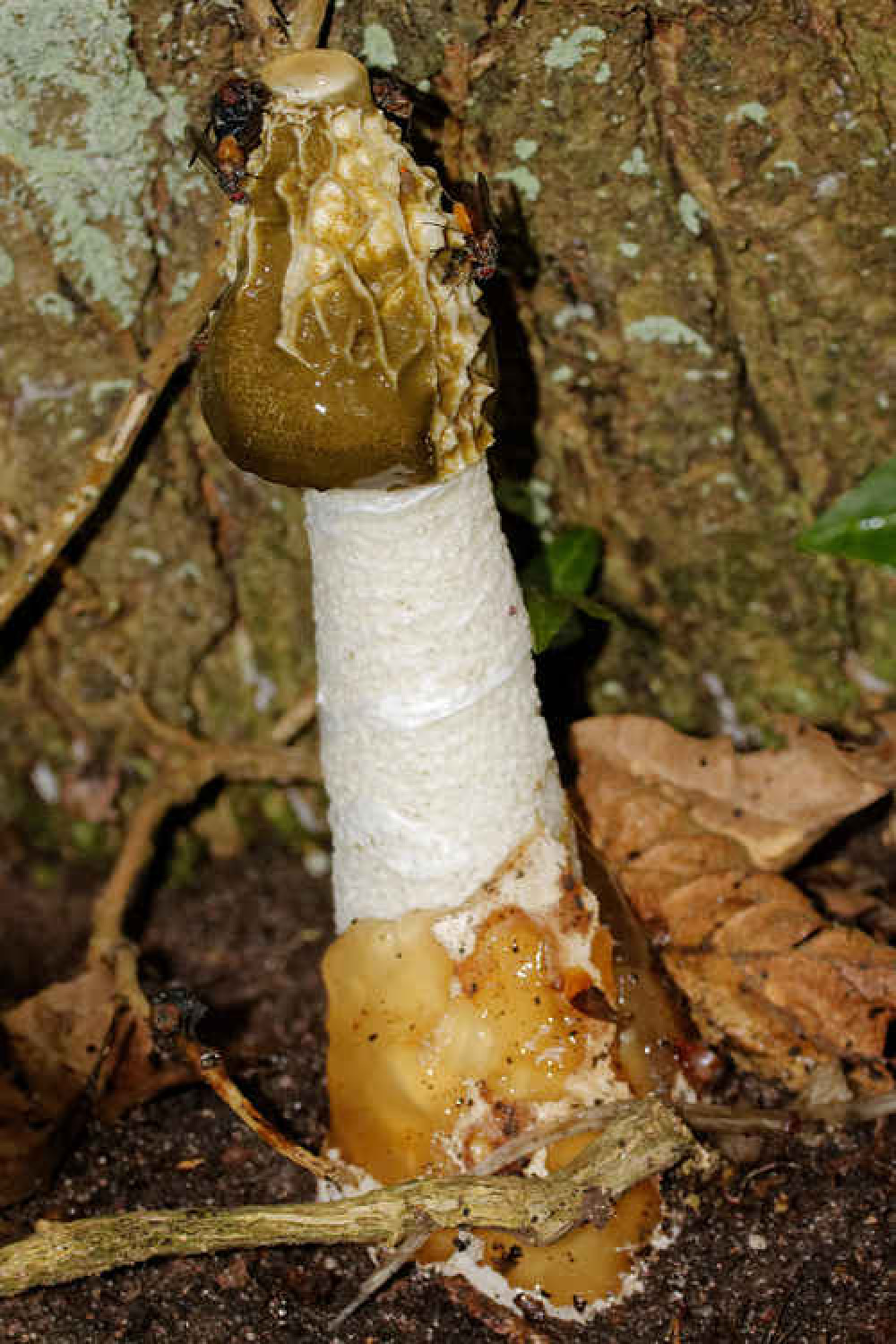 Stinkhorn fungus - a view not for the faint-hearted! Stinkhorn fungus - a view not for the faint-hearted!