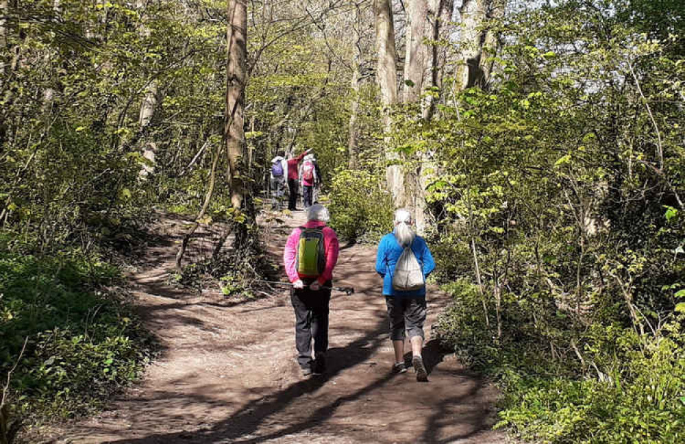 Spring walking with the Mendip Ramblers near Street (Photo: Roger Yeoman) Spring walking with the Mendip Ramblers near Street (Photo: Roger Yeoman)