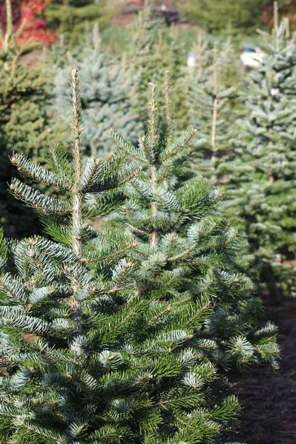 The Forest has been selling Christmas trees for many years The Forest has been selling Christmas trees for many years