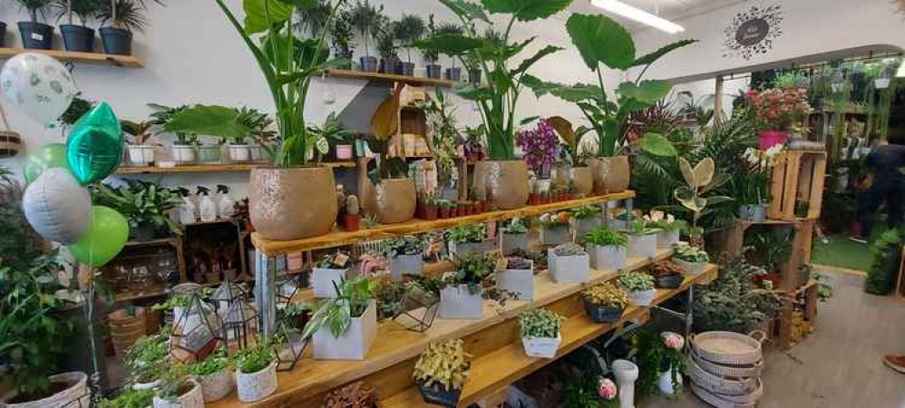 Inside Wild Botanic, Holton Road, which opened today for the first time since Christmas