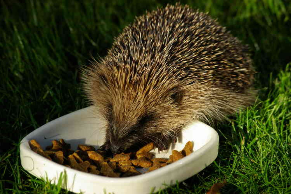 You can attract hedgehogs into your garden by supplying food and shelter. Photo: Gillian Day.