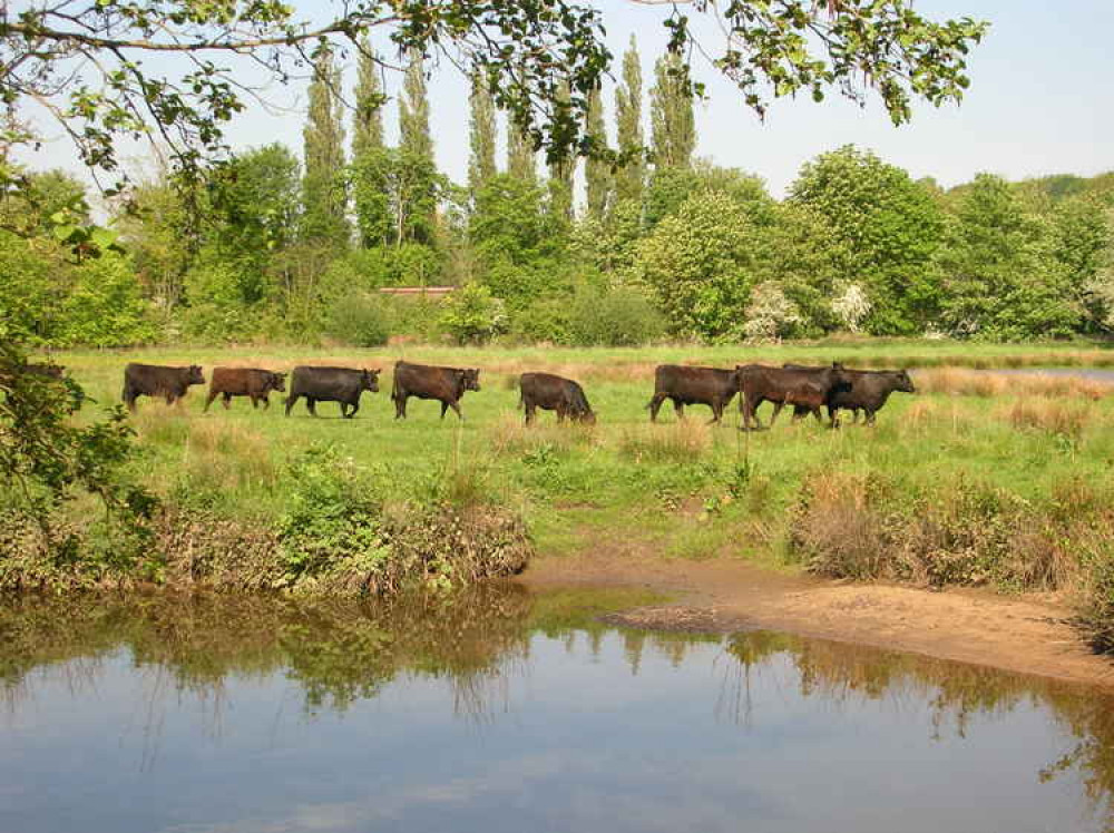 Cattle on the Lammas Lands.