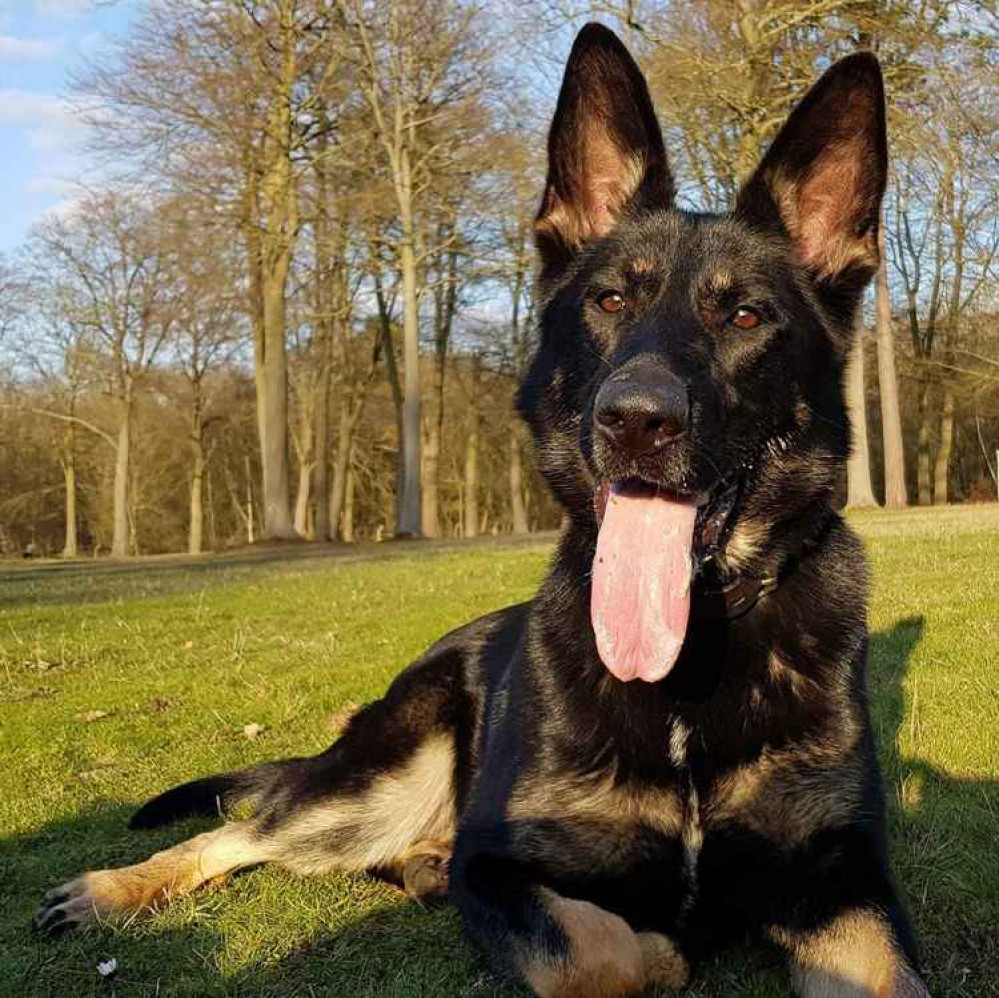 Police dog Lottie.