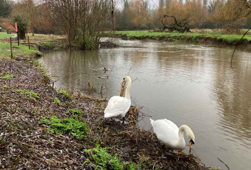 Carrying on as normal: swans, ducks and a heron on the river.