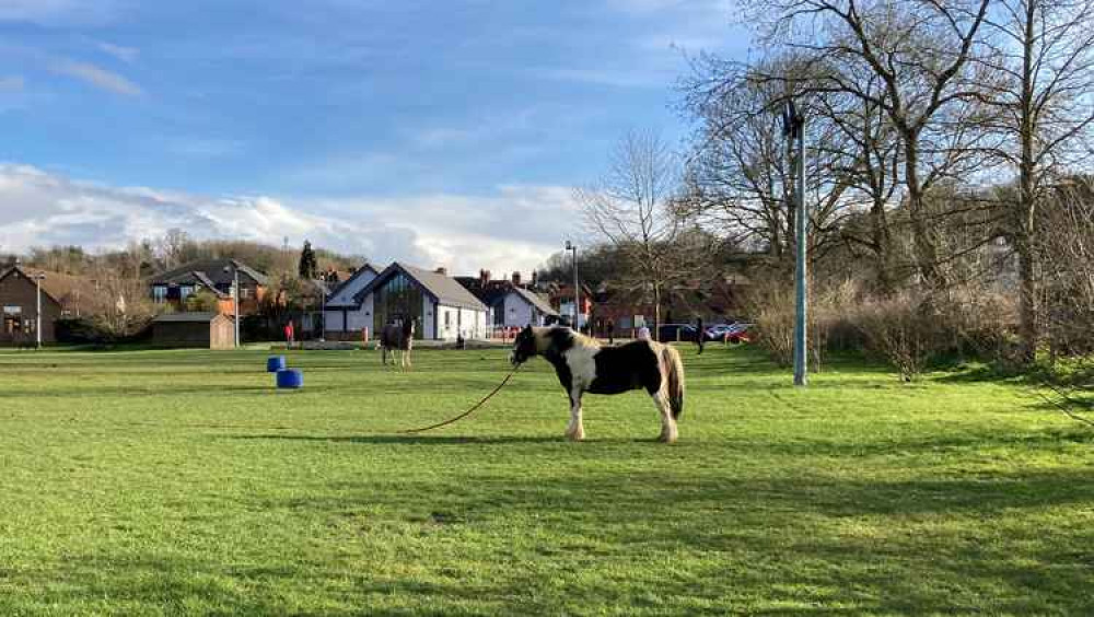 Two horses have been tethered on the Burys Field