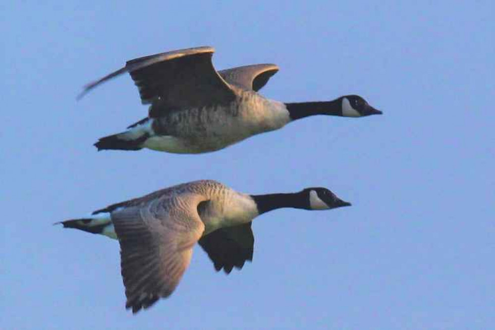Canada geese Canada geese