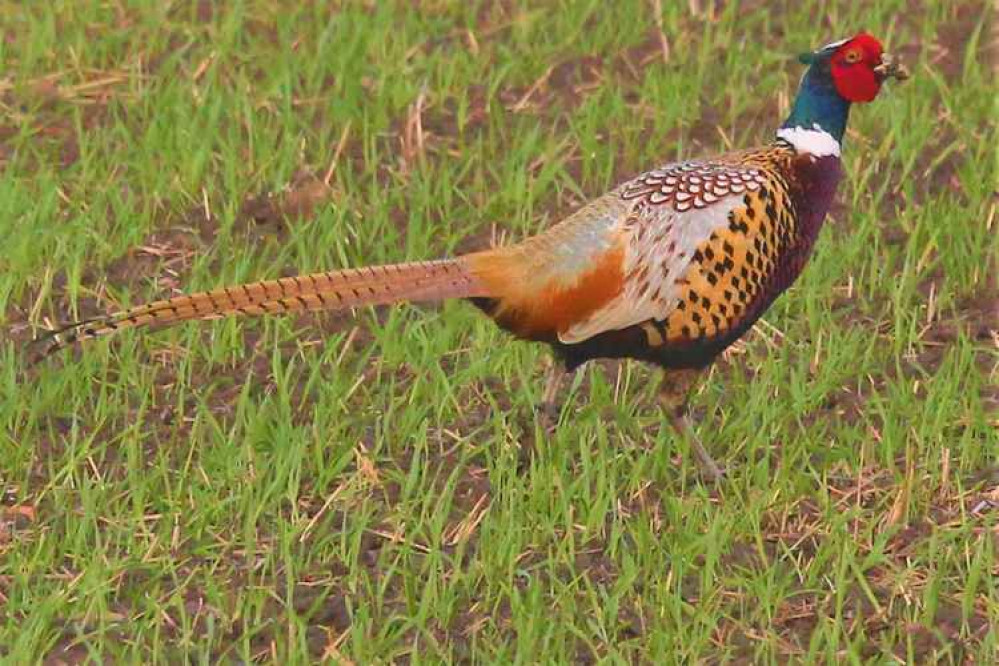 Pheasants strut on the wet ground Pheasants strut on the wet ground