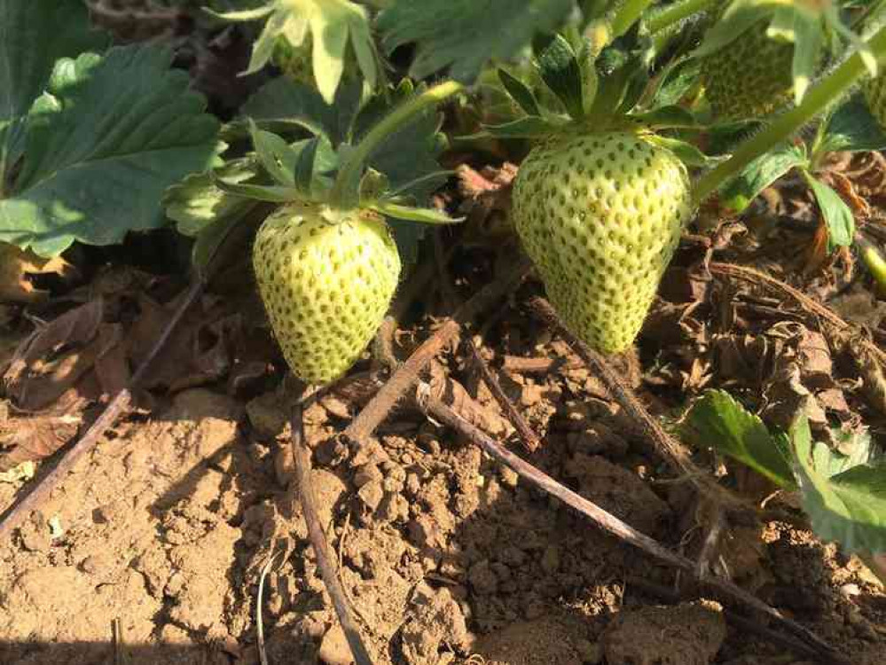 The strawberries last week