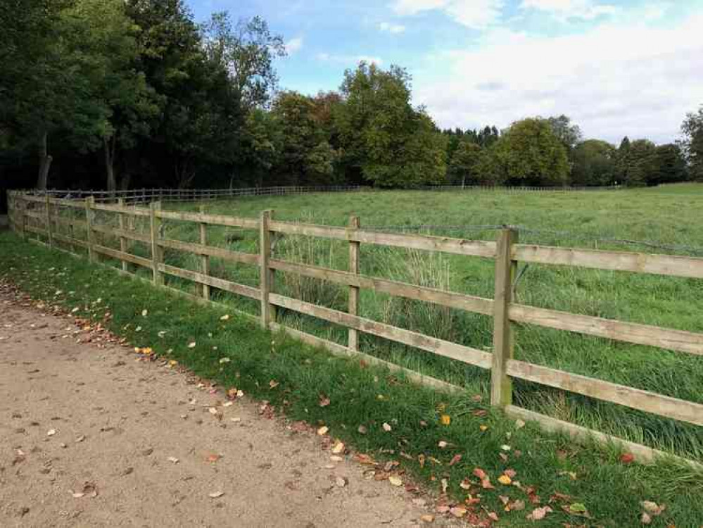 Sedgewick Meadow