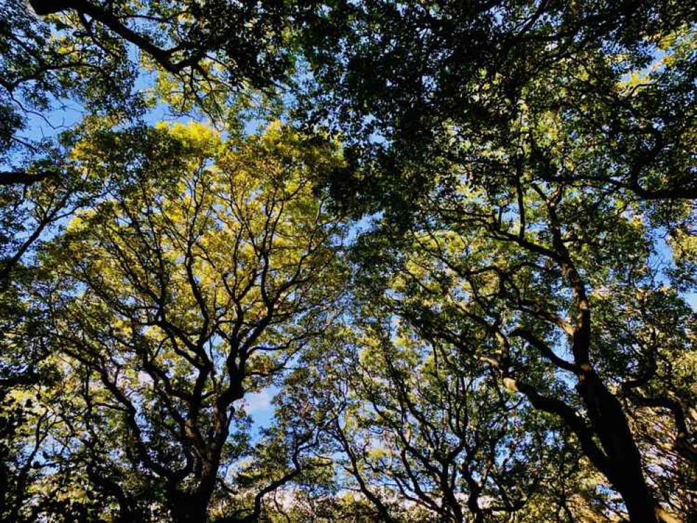 The walk consists mainly of woodland paths The walk consists mainly of woodland paths