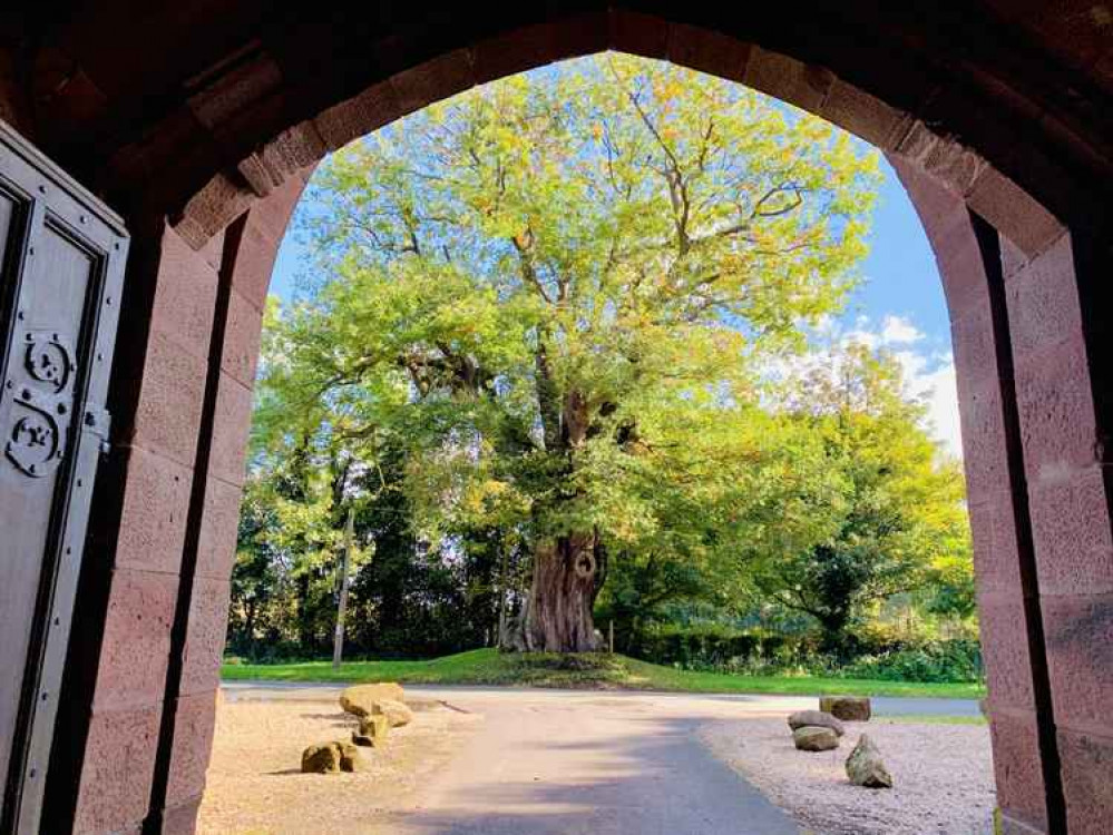 The ancient oak The ancient oak