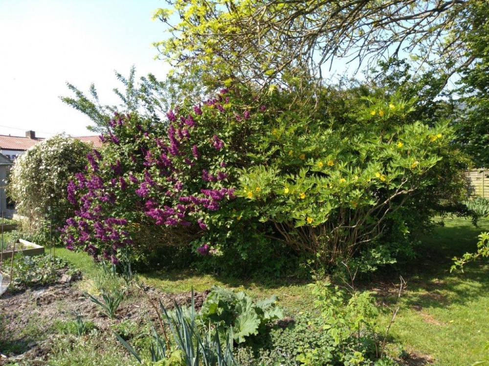 Little Orchard