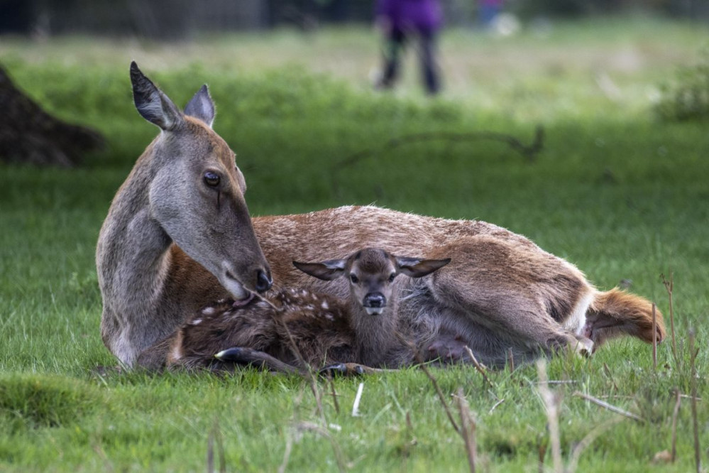 Dogs on leads will become compulsory in Bushy and Richmond park from 1 May to 31 July 2022.