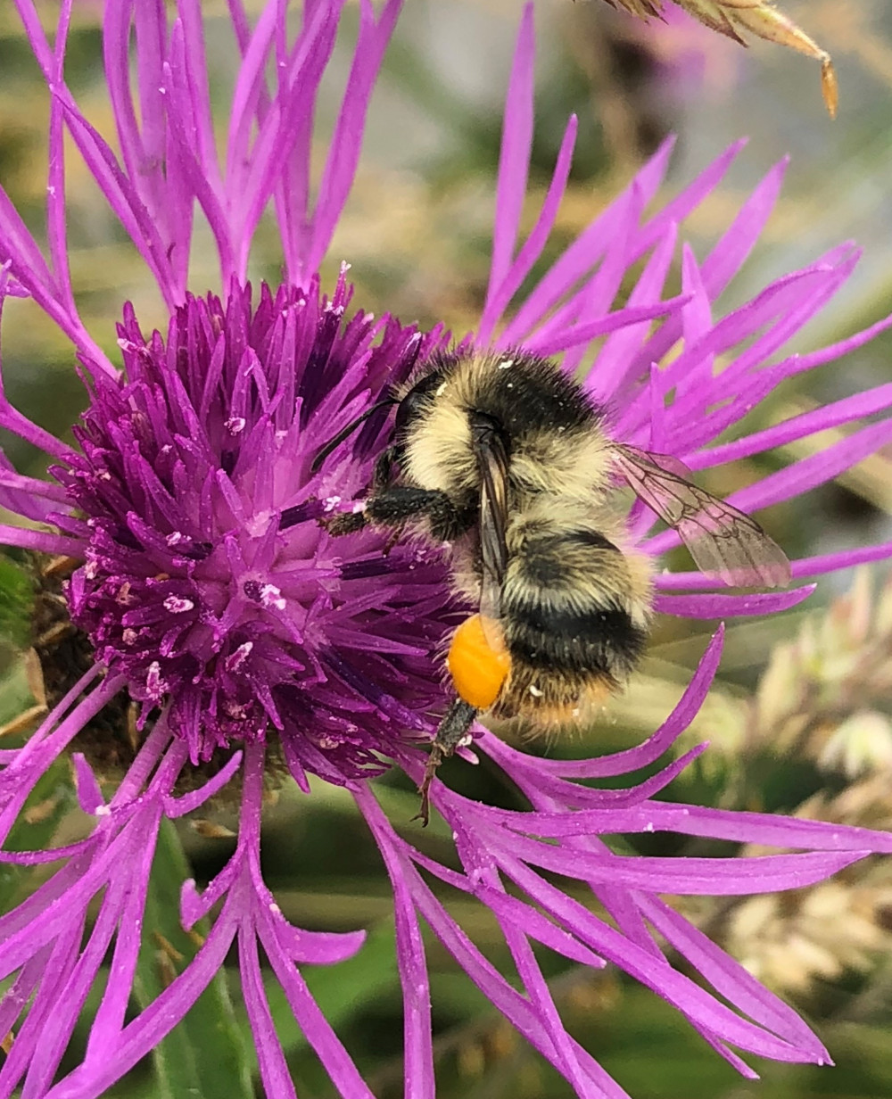 The Shrill Carder Bee is the rarest bumblebee in England and Wales and continues to thrive in certain Somerset locations.