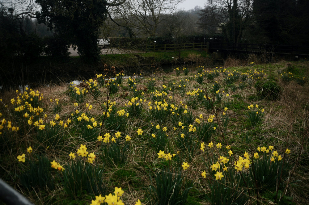 Daffodils by River Brett