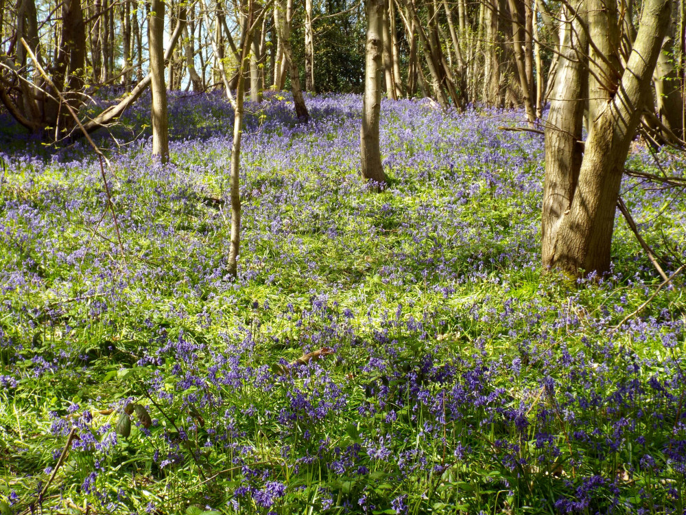 Bluebells in Freston