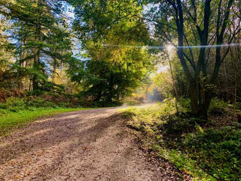 The central pathway through the wood The central pathway through the wood