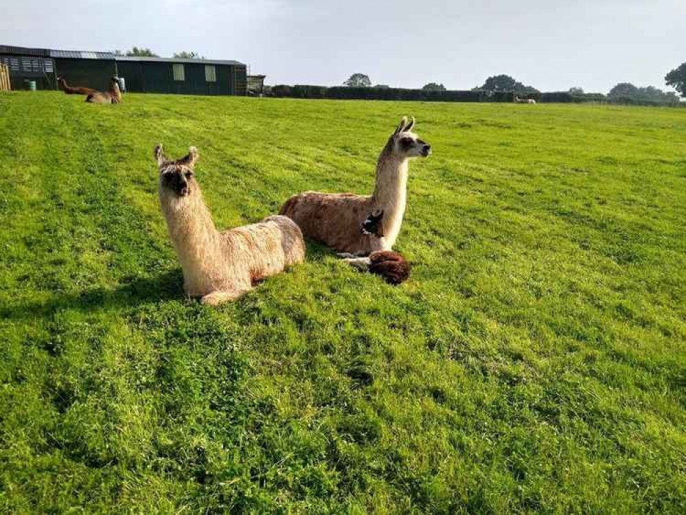 Hillview Llamas Hillview Llamas