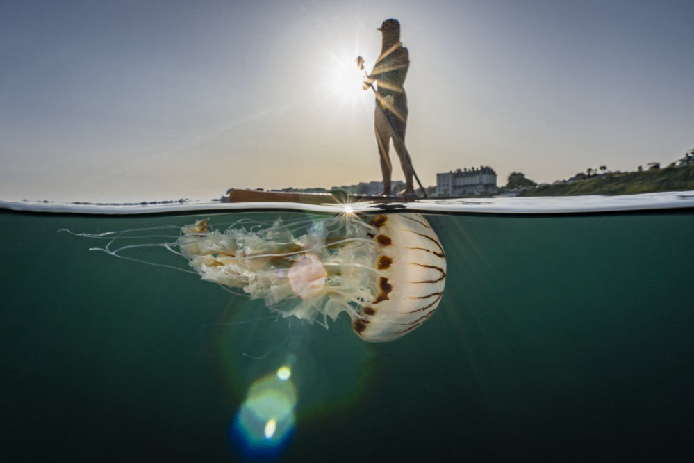 The jellyfish under the paddleboarder in Falmouth Bay (Lewis Jefferies).