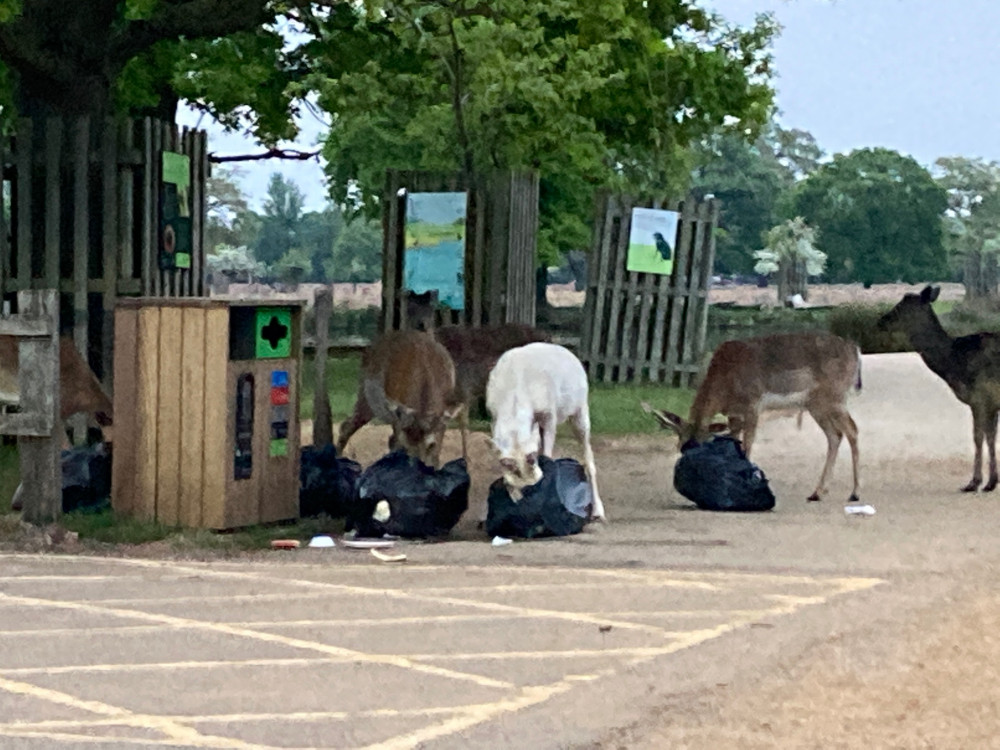 A plea has been made to visitors to the Royal parks to take their picnic litter home amid shocking images of deer eating from overflowing bins. A plea has been made to visitors to the Royal parks to take their picnic litter home amid shocking images of deer eating from overflowing bins.