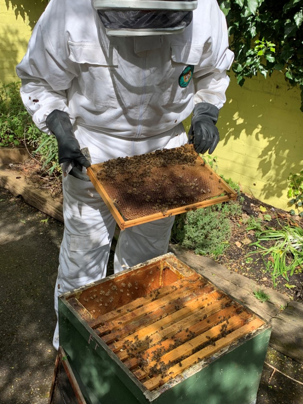 The new area will be home to Western honeybee hives and maintained by the LBKA team (credit: Battersea Park Children's Zoo)