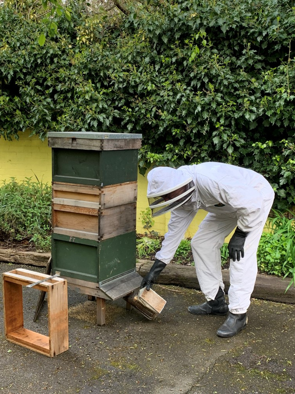 The hives can be found close to the Scottish wildcats enclosure (credit: Battersea Park Children's Zoo)